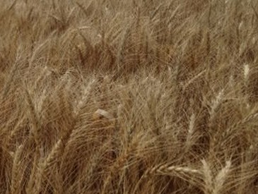 Harvest Events Near Me 2023 Canada Outlook for Principal Field Crops West